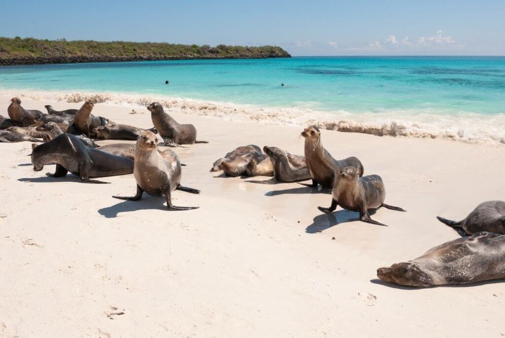 Galapagos Adaları'nda plajda güneşlenen deniz aslanları. Turkuaz sular ve beyaz kumlar, bu doğal cenneti keşfetmek isteyenler için eşsiz bir manzara sunuyor.