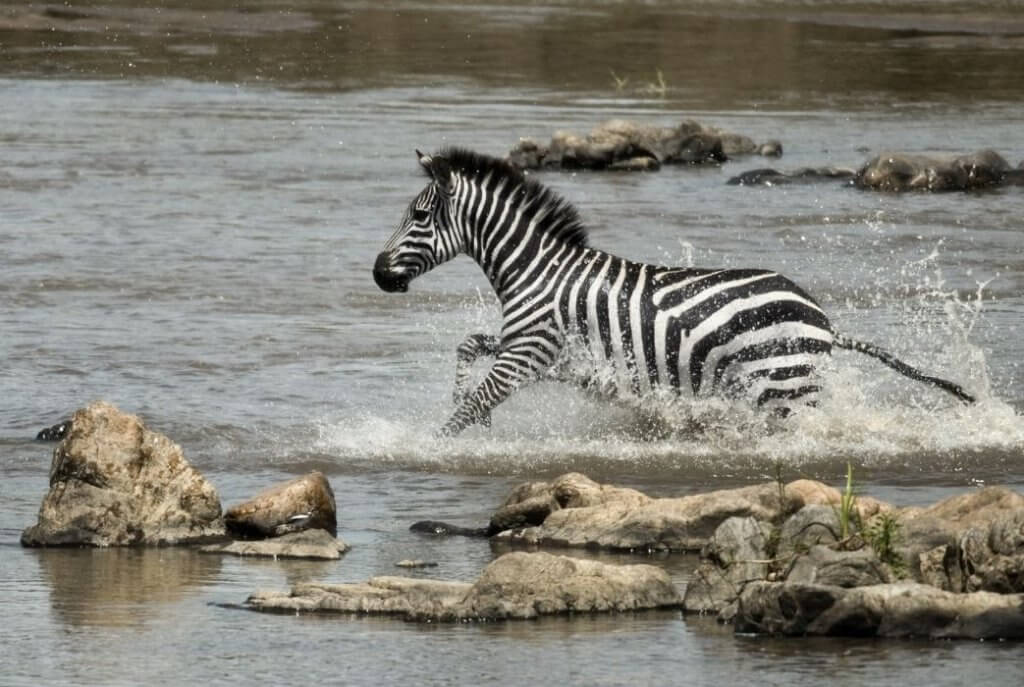 Serengeti Ulusal Parkı'nda nehirde zıplayan zebra. Doğal yaşamın eşsiz anlarını yansıtan bu görüntü, parkın vahşi doğasını gözler önüne seriyor.