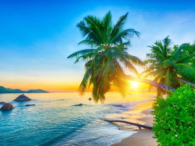 Seyşeller'de gün batımında palmiye ağaçları ve berrak deniz manzarası. Tropikal cennette huzurlu bir tatil deneyimi.